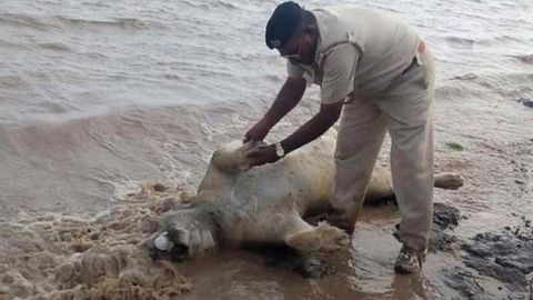 Hindiston g‘arbidagi qo‘riqxonaning minglab hayvonlari suv toshqini qurboni bo‘ldi
