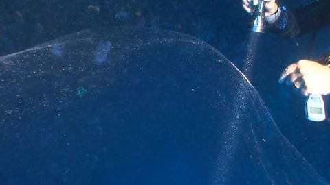 Turkiya sohillarida topilgan sirli pufak urg‘ochi kalmarning tuxumi bo‘lib chiqdi (video)