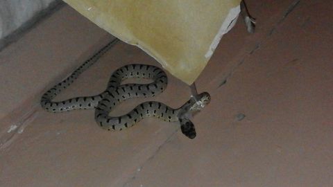 Toshkentdagi uylardan birida ilon chiqqani xabar qilindi