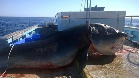 Avstraliyalik baliqchi 6 metrli “yo‘lbars”-akulani tutib oldi 