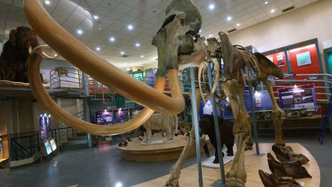 Rossiyaning Chelyabinsk viloyatida fuqaro o‘z garaji tagidan mamont tishini topib oldi