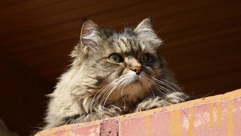 Ikki nafar farzandi tortib olingan ayol mushuklardan voz kechishdan bosh tortdi