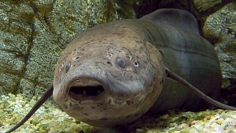 Afrikada ozuqa va suvsiz yashay oladigan baliq topildi