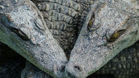 Uyida 150 ta timsoh saqlagan kanadalik zooparkdan yordam so‘radi 