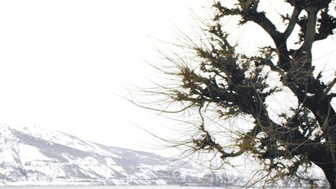 O‘zbek kinoijodkorlari tomonidan suratga olingan “Hayotda...” filmi “Kinoshok” festivalida qatnashadi