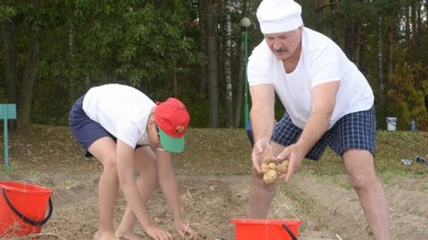 Lukashenko 70 qop kartoshka kovlab oldi