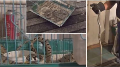 Chimkentda ilon uyga kirib, to‘tiqushni yeb qo‘ydi (video)