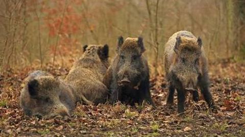To‘ng‘izlar o‘z itlarini himoya qilgan sitsiliyalikni tilka-pora qildi
