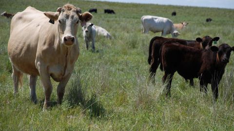 Shveysariyaning Alp tog‘larida germaniyalik sayyohni sigirlar bosib o‘ldirdi