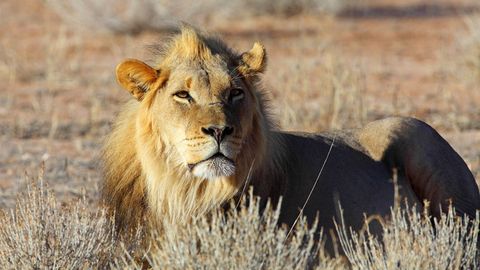 Zimbabveda Sesil laqabli mashhur sherning ukasi brakonyerlar tomonidan o‘ldirildi