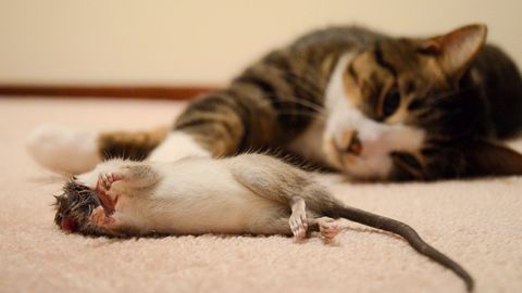 National Geographic kalamushlar haqidagi cho‘pchaklarga oydinlik kiritdi