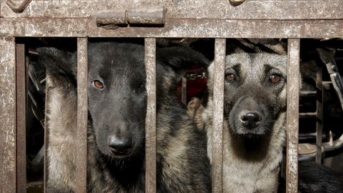 Novosibirsklik olimlar qadimgi xitoyliklar qachon va nima uchun it yeyishni boshlaganiga aniqlik kiritdi