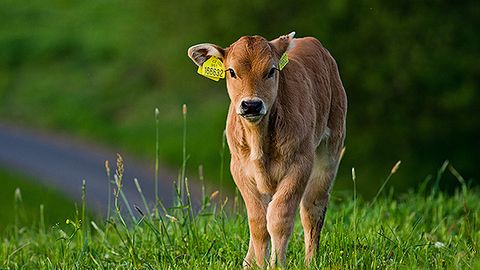 Xitoyda klonlashtirilgan sigirdan tug‘ilgan birinchi buzoq dunyoga keldi