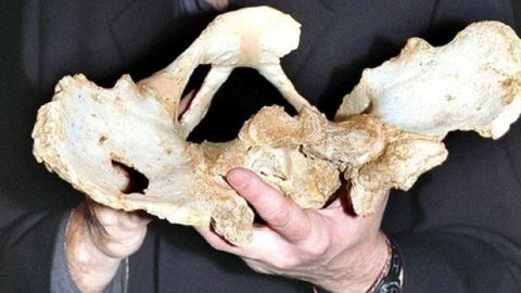 Olimlar 400 ming yil avval yashagan odam DNKsini o‘qishga muvaffaq bo‘ldi