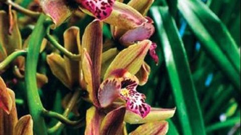 Dunyo bo‘ylab qator gullar Samarqand nomi bilan atalgan