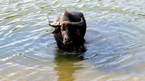 Ҳиндистон армиясида буйволларни қурбонлик келтириш ман этилди
