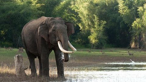 Tailandda fil ikki ishchini o‘ldirdi