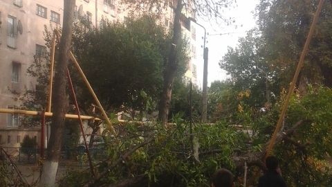 Qoraqamishda gaz quvuri ustiga daraxt ag‘darilib tushdi