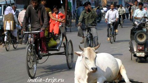 Ҳиндистонда мол гўшти еганликда гумон қилинган одам тошбўрон қилиб ўлдирилди