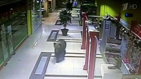 Xabarovskdagi savdo markaziga ayiq bostirib kirdi (video)