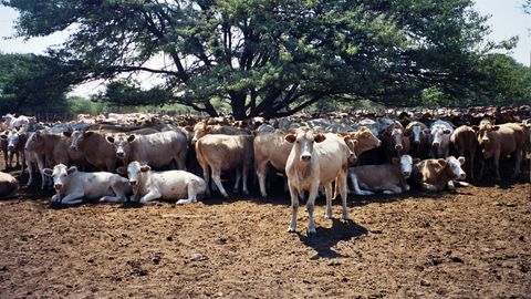 BMW’нинг Жанубий Африкадаги заводи гўнгда ишлайди