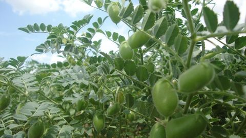 Toshkent davlat agrar universiteti olimlari tomonidan yangi kuzgi va bahorgi no‘xat navlari yaratildi