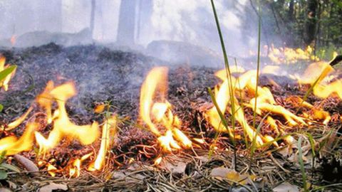 Rossiyada o‘rmonda kabob pishirganlik uchun soliq solinishi mumkin