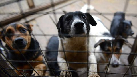 Хитойлик собиқ миллионер итлар учун бошпана яратаман деб қарзга ботди