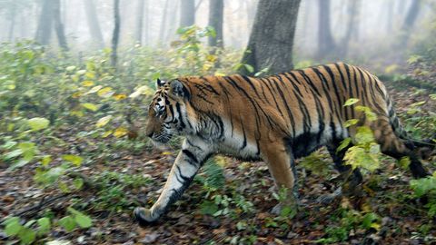 Yo‘lbars va unga ozuqa sifatida berilgan echki 5 kundan buyon birga yashamoqda