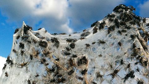 AQShda millionlab o‘rgimchaklar shaharga hujum qildi (video)