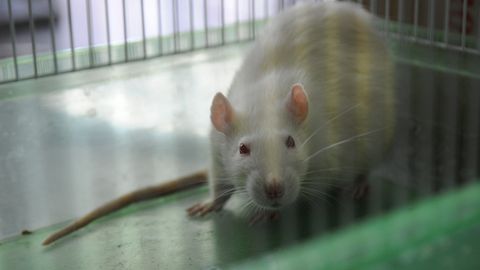 Япониялик олимлар дунёдаги энг ингичка сунъий қон томири яратди 