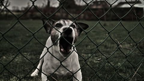 Самарқандда қарийб 2,9 минг бола жониворларнинг ҳужумларидан азият чекди