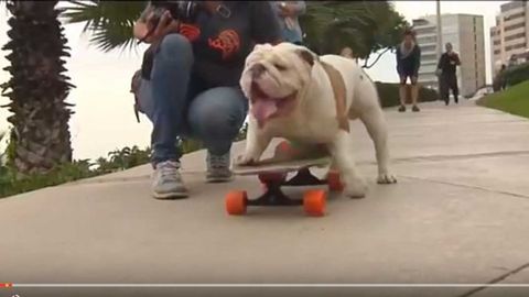 Skeytbordchi buldog 30 kishining oyoqlari orasidan o‘tib rekord o‘rnatdi (video)