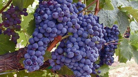 Uzum suvi ishlab chiqaruvchi Kitob tumanidagi korxona 300 ming dollarlik mahsulotni eksport qiladi