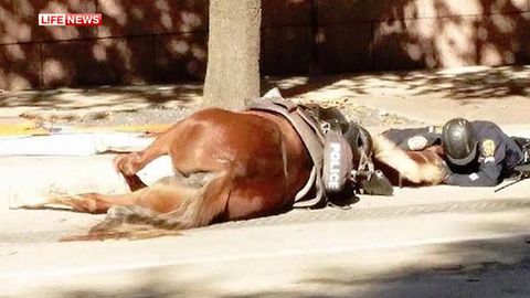 Politsiyachi jon berayotgan otni yupatayotgani aks etgan surat AQShni larzaga keltirdi