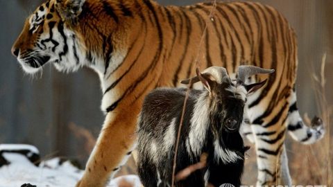 Yo‘lbars Amur va echki Timur Instagram’da o‘z sahifasiga ega bo‘ldi