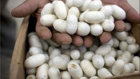 Ishtixondagi pilla kompaniyasi to‘rt yil davomida hisobotlarda tonnalab mahsulotni qo‘shib yozgani aniqlandi