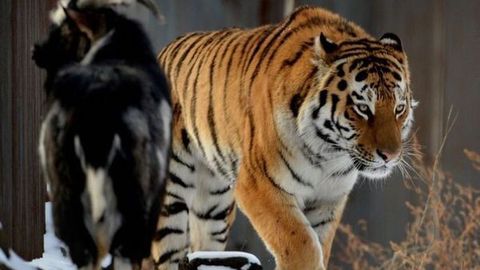 Yo‘lbars Amur va echki Temur munosabatlari kechayu-kunduz veb kameralar nazoratida bo‘ladi