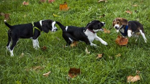 АҚШда биринчи марта итлар сунъий уруғлантириш йўли билан дунёга келтирилди