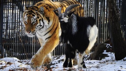 Yo‘lbars Amur va echki Timurning ijtimoiy tarmoqdagi shaxsiy sahifasi ochilib, xususiy do‘koni ishga tushdi