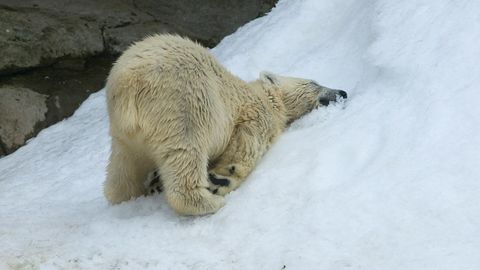Arktikada “Qizil kitob”ga kiritilgan oq ayiqqa portlovchi paket yedirilib, uning o‘limi videoga olindi