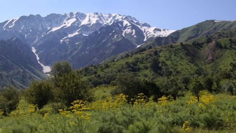 Koreya va O‘zbekiston mutaxassislari Chimyon florasi haqida kitob chop qildi