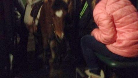 Ukrainada marshrut avtobusida olib ketilayotgan ot ijtimoiy tarmoqlarda shov-shuvga sabab bo‘ldi