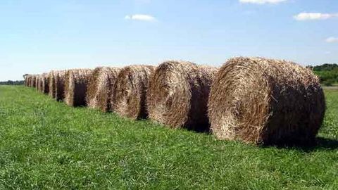 Rossiya Shimoliy Koreyaga pichan eksport qilishni boshladi