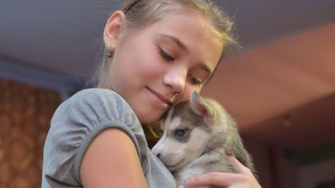 Putin xakasiyalik qizchaga xaski zotli kuchukchani hadya qildi