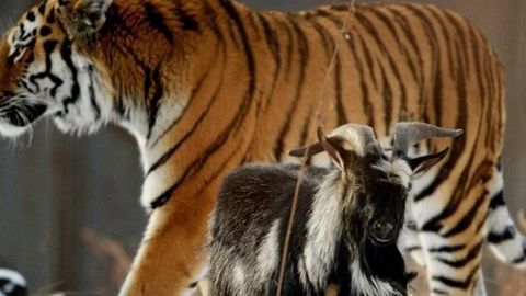 MDHlik bolalar o‘rtasida Primoryedagi Amur va Timur yashaydigan safari bog‘ga sayohat o‘ynalmoqda