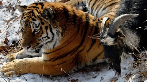 Йўлбарс Амур ва эчки Тимур дарахтларга тирмаша бошлади (видео)