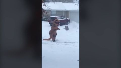 AQShda yashovchi ayol qor kurayotgan “tirannozavr”ni tasvirga oldi (video)