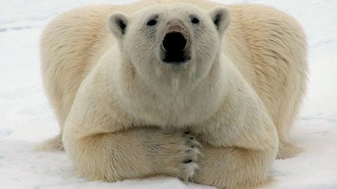 Urg‘ochi oq ayiq Frans-Iosif Yerida quruvchini o‘ldirdi