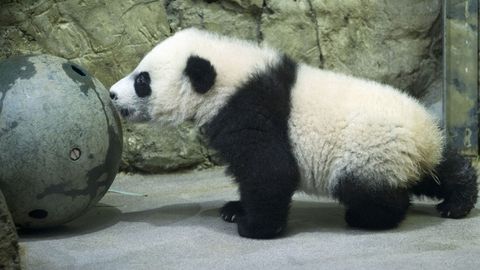 Bahaybat panda bolasi Bey Bey birinchi marta Vashington hayvonot bog‘i tashrifchilari oldiga chiqdi